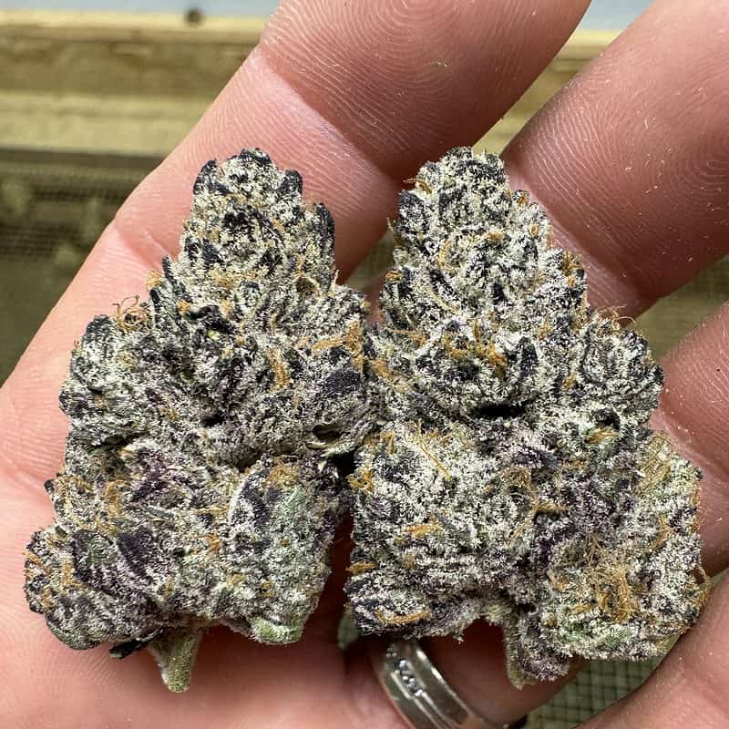 Black Truffle - THCa Flower